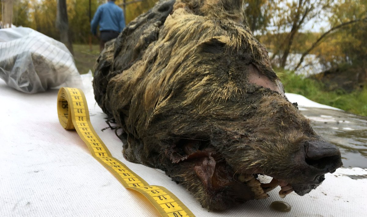Sibire rasta prieš 40 000 metų gyvenusio milžiniško vilko galva