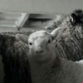 Žvilgsnis: nereiks teikti paraiškų už ėriavedes avis (2009.12.19)