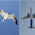 Mokslininkai išsiaiškino, kodėl jūriniai paukščiai turi tamsesnius sparnus: šią genialią technologiją žada pritaikyti kurdami lėktuvus