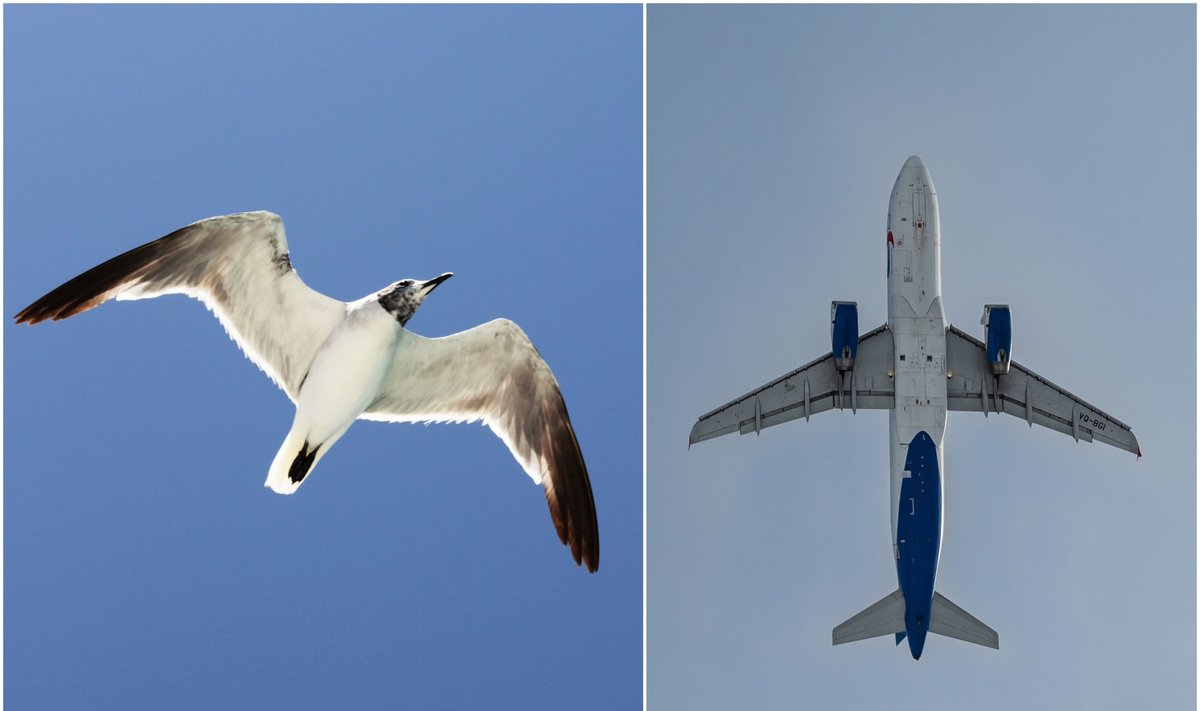 Paukštis ir lėktuvas