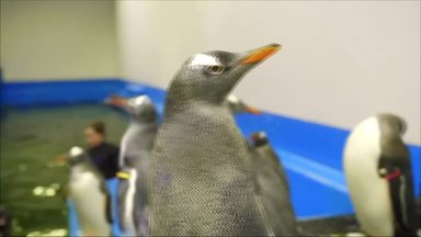 Dviejų pingvinų patinėlių išperėtas mažylis jau mokosi plaukti