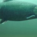 Lašišų „patranka“ JAV upėse žuvims padeda įveikti užtvankas
