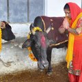Indijoje surengtas asmenukių su karvėmis konkursas