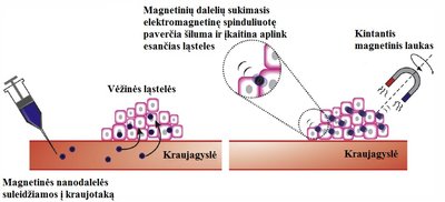 3 pav. Hiperterminės terapijos principas: nanodalelės suleidžiamos į kraujotaką, jos pasyviai susikaupia navike. Vėliau magnetinės nanodalelės veikiamos kintančiu magnetiniu lauku. Vėžinės ląstelės įšyla nuo įkaitusių besisukančių magnetinių nanodalelių ir žūsta nuo hiperterminio poveikio ("Spectrum" iliustr.)
