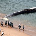 Nebežino, kur dėti negyvus banginius: prašo žmonių juos priimti