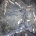 Brakonierius tinkluose slėpė dešimtis kilogramų žuvų