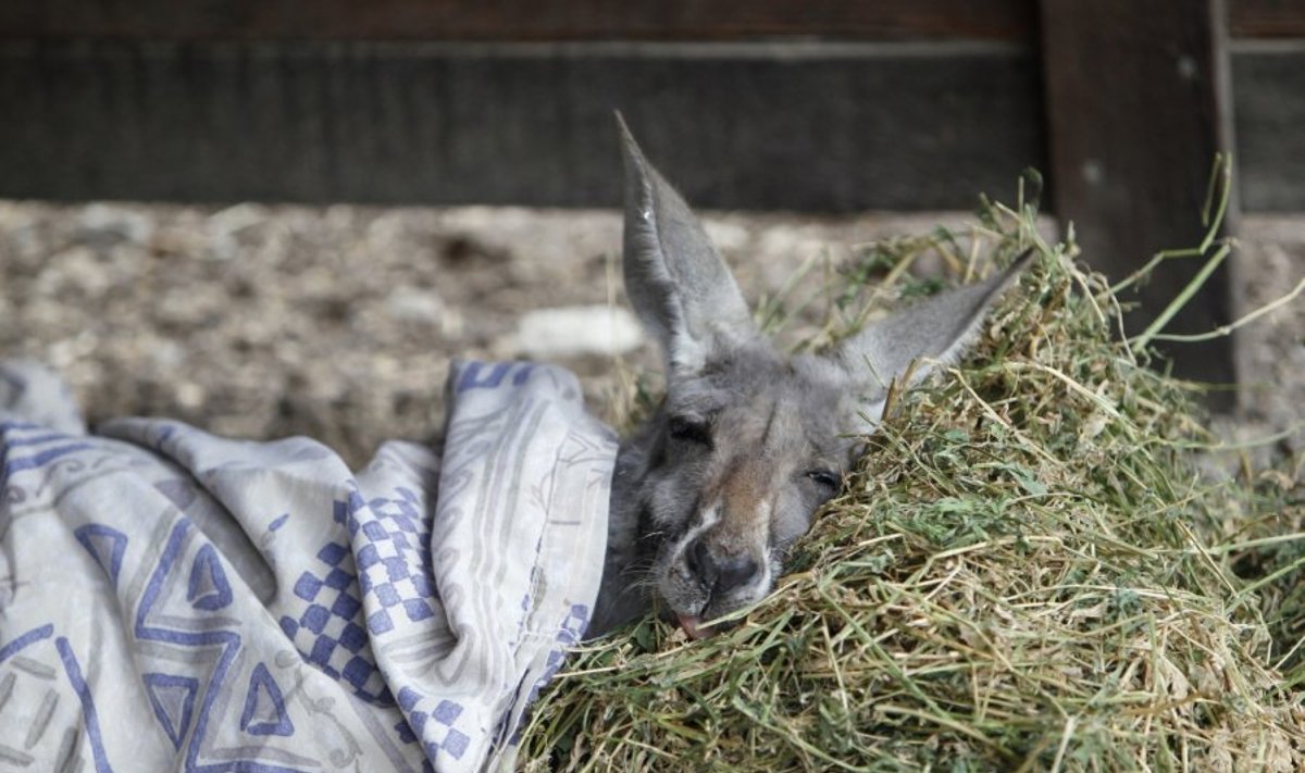 Septynerių metų kengūra Angelina ilsisi po dantų ir dantenų ligos gydimo seanso. Izraelio veterinarai sukūrė vaistus, kurie apsaugo kengūrų dantis nuo grybelinės ligos aktinomikozės, šiems gyvūnams dažnai besibaigiančios mirtimi