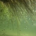Povandeniniai Versminio ežero vaizdai