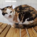 Vilnius sprendžia benamių kačių problemą: pradėjo vykdyti specialią programą