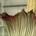 Denverio botanikos sode pražydo išskirtinė gėlė: pasigrožėti galima tik dvi paras