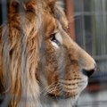Rusijos Sibire parduodamo namo kieme rastas išsekęs liūtas