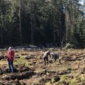 Šalčininkų rajone pasodinta 10 tūkst. medžių, kuriuos saugos specialus fondas