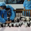 Kinijoje visuomenei pristatyta 14 pandų jauniklių