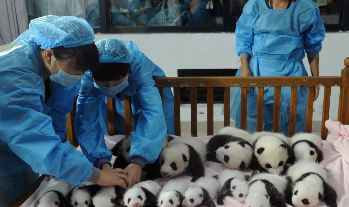 Pandų mažyliai Chengdu veisimo centre