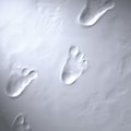ФОТО: в Гималаях альпинисты нашли доказательства существования снежного человека
