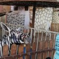 Įtaria Egipto zoologijos sodą asilą perdažius kaip zebrą