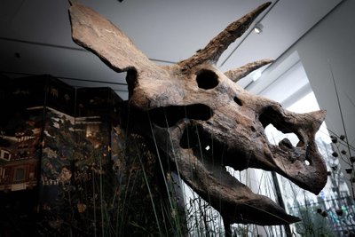 Triceratopso kaukolė