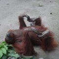 Savanorių įspūdžiai iš Borneo: orangutanai spjaudosi, bet pabarti nori taikytis ir bučiuotis