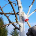 Medžių kamienų balinimas – ar verta tai daryti rudenį