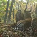 Nacionalinio parko kamera užfiksavo penkių sibirinių tigrų šeimyną