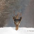 Lietuvio nufotografuotas trigalvio elnio kadras plinta po pasaulį