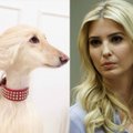 Internautai šmaikštauja: rado šunį, kurį lygina su Ivanka Trump