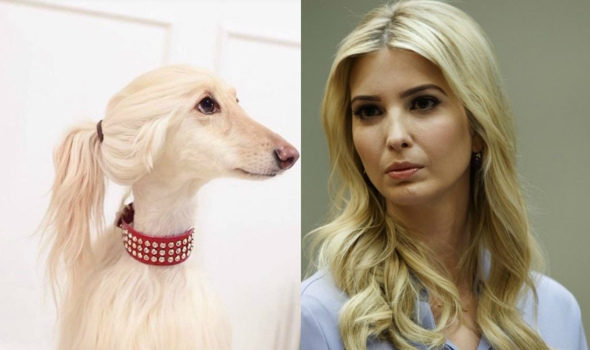 Šuo, Ivanka Trump