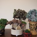 Unikalioje moters kolekcijoje - ir reti augalai, ir savo rankomis nulipdyti vazonai
