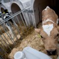 Pieno supirkimo kaina toliau kyla ir jau viršijo europinį augimo vidurkį