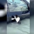 Dubajuje nufilmavo katę, kovojančią su gamtos stichija – iš visų jėgų laikėsi įsikibusi į automobilio dureles