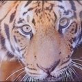PAR ieškoma pakeliui pas veterinarą pasprukusio tigro