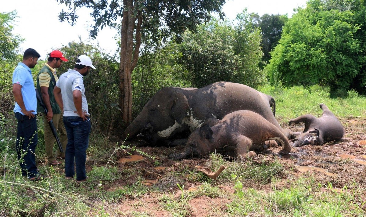 Šri Lankoje žaibas nutrenkė keturis dramblius 