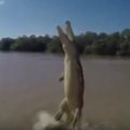 Įspūdingi vaizdai: nufilmavo, kaip iš upės iššoko didžiulis krokodilas