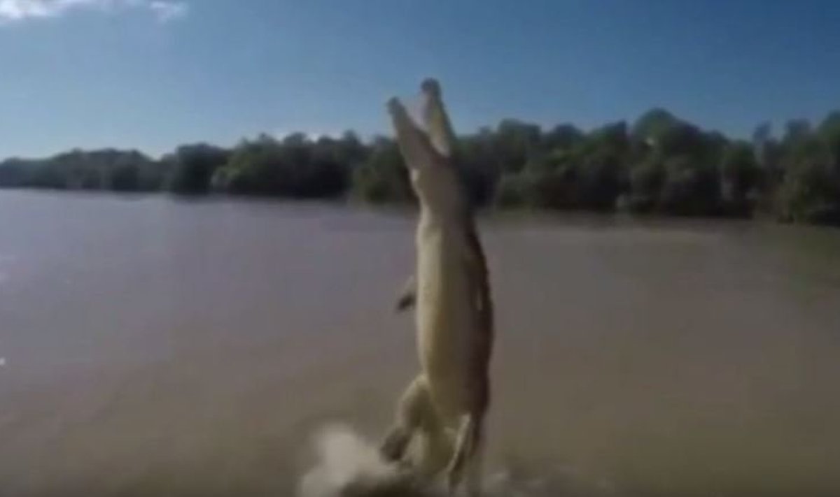 Iš upės išniręs krokodilas
