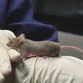 Tinklainės ląstelių persodinimo operacija gražino pelėms regėjimą