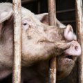 Slovakija pranešė apie pirmąjį afrikinio kiaulių maro protrūkį nedideliame ūkyje