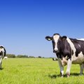 Gyvulininkams stebintis dėl naujo reikalavimo, ŽŪM atsako: turi sutapti kiekiai, kitaip galėtų mažėti išmokos