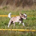 Šunų lenktynės – iki pasaulio rekordo pritrūko dalies sekundės