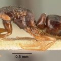 Lietuvoje aptikta nauja skruzdėlių rūšis