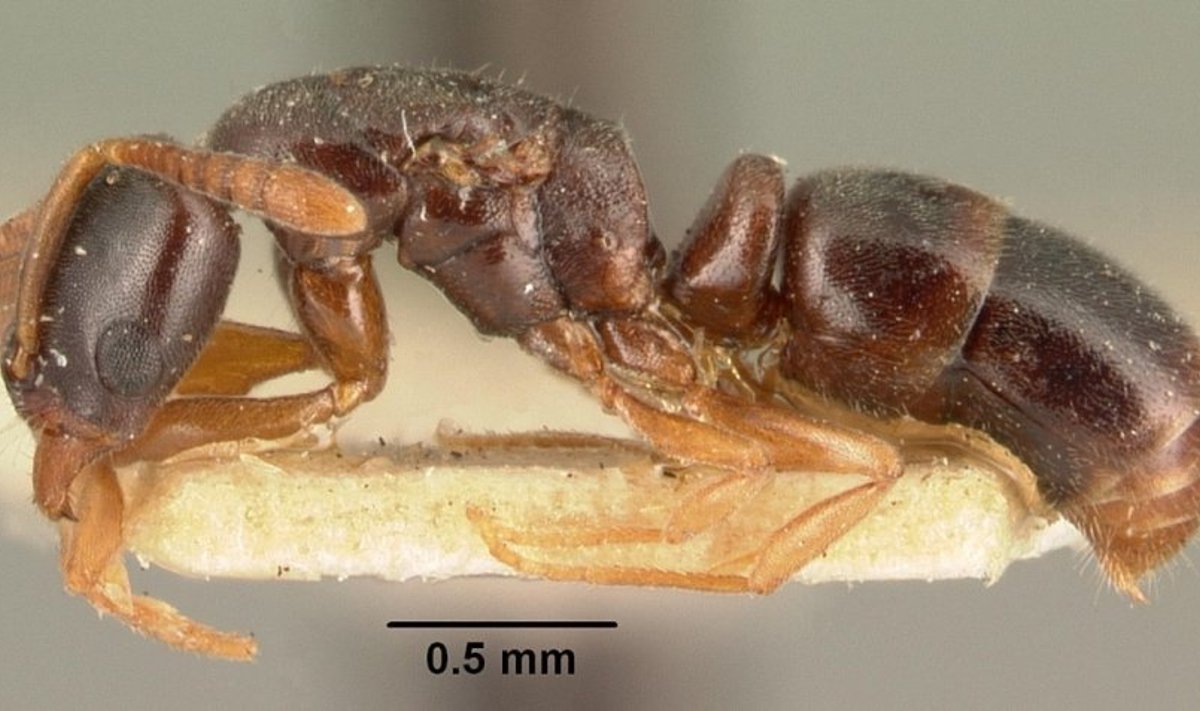 Hypoponera punctatissima skruzdėlė (CC-SA/ April Nobile nuotr.)