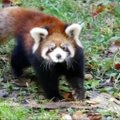 Bruklino zoologijos sode – mažųjų pandų debiutas