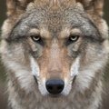 „Baltijos vilkas“: dvigubai didesnis vilkų medžioklės limitas avių neišgelbės