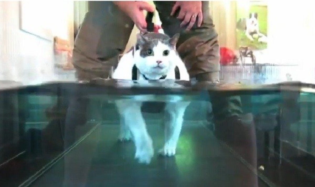 Katinas mankštinasi po vandeniu