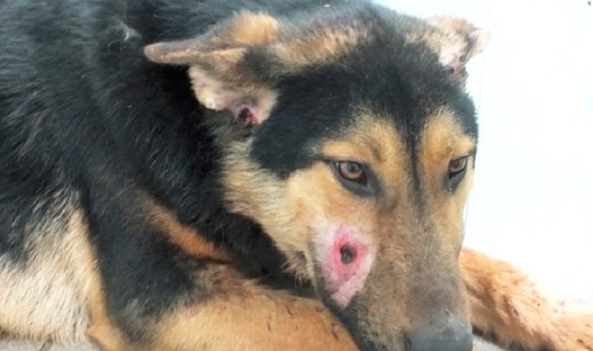 Veterinarai teigė, jog traukti kulką iš šuns galvos yra pernelyg pavoinga jo gyvybei 