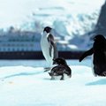 Antarktida: sveiki atvykę į pingvinų ir mokslinių stočių šalį