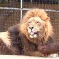 Keturi taksai zoo parke prižiūri sergantį liūtą