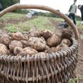 Lietuvoje nukastas antras bulvių derlius