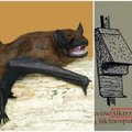 Suglumino užrašas informaciniame stende: šikšnosparniai pavirto „šiknosparniais“