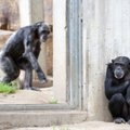 Švedijos zoologijos sodas nušovė tris pabėgusias šimpanzes