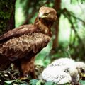 Miško savininkų planus pakoreguoja retas paukštis
